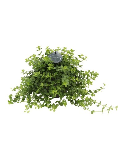 Peperomia Deppeana Planta de Interior Fácil Cuidado y Decorativa | Endanea Garden

