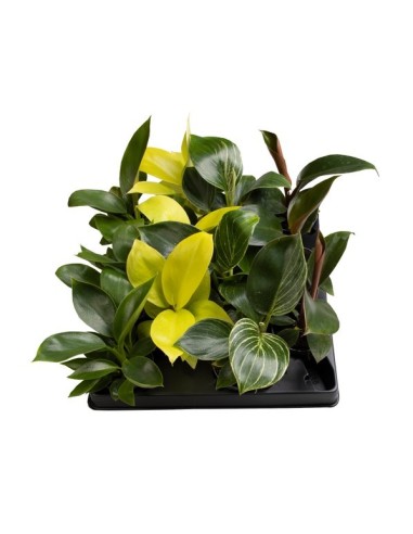 Philodendron Mix Planta Tropical Compacta | Purifica Aire y Fácil Cuidado - Endanea Garden

