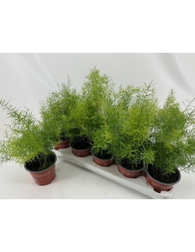 Asparagus Sprengeri  Planta Elegante y Fácil de Cuidar para Interior y Exterior

