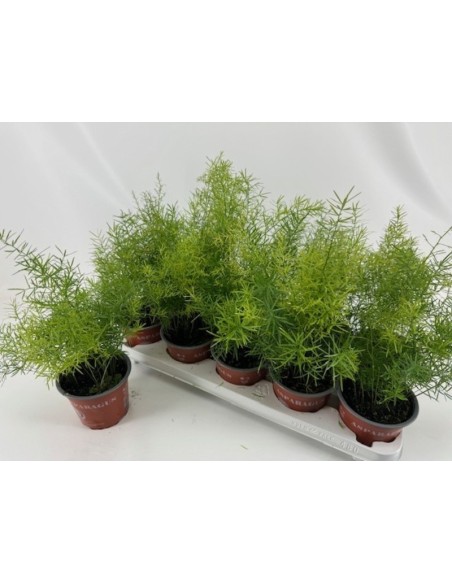 Asparagus Sprengeri  Planta Elegante y Fácil de Cuidar para Interior y Exterior

