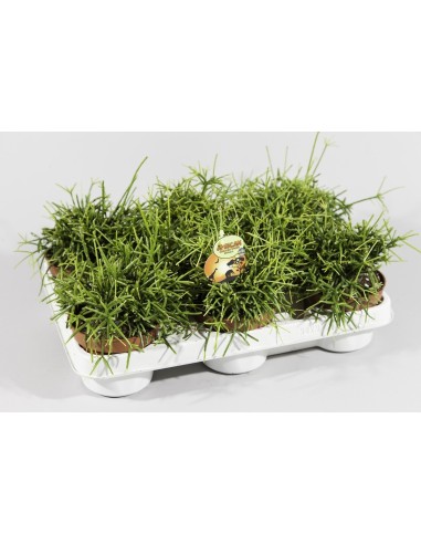 Rhipsalis Cassutha planta colgante tropical suculenta fácil cuidado Endanea Garden

