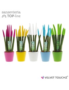 Sansevieria Mix  Plantas de Interior Elegantes y Resistentes | Endanea Garden

