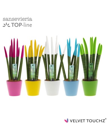 Sansevieria Mix  Plantas de Interior Elegantes y Resistentes | Endanea Garden

