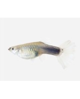 GUPPY HEMBRA SURTIDA 3,5-4CM