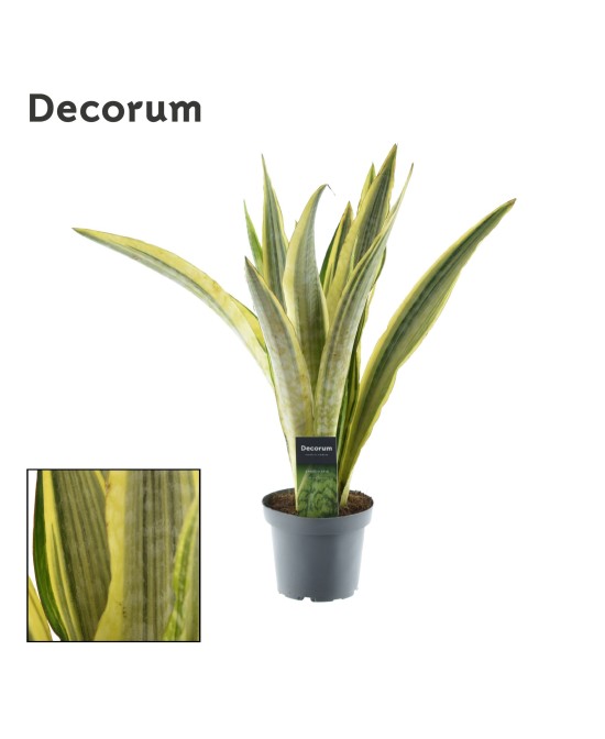 Sansevieria Trifasciata Laurentii 40 cm  Planta Elegante y Resistente | Endanea Garden

