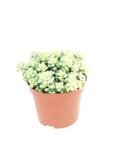 SEDUM BURRITO