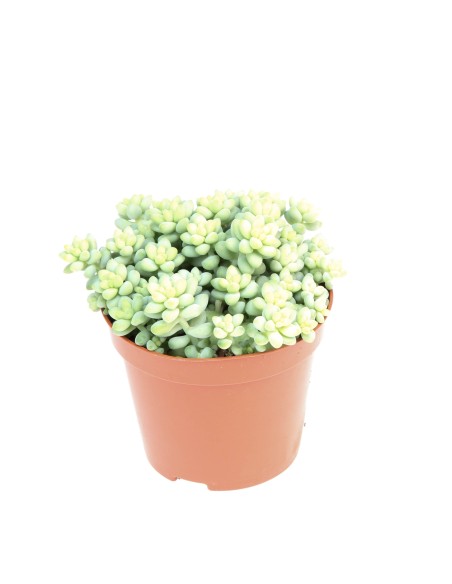 SEDUM BURRITO