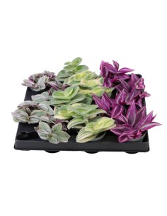 Tradescantia Mix  Planta Interior Colorida y Fácil Cuidado | Endanea Garden


