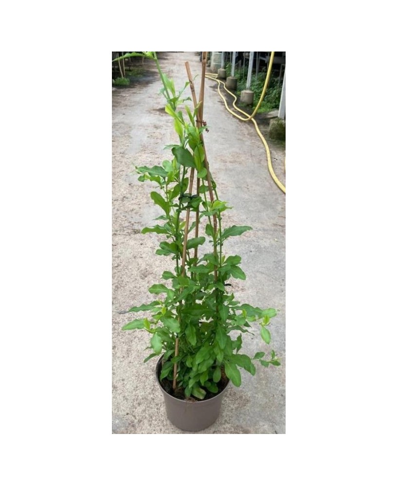 Plumbago Auriculata - Planta con Flores Azules y Crecimiento Vigoroso


