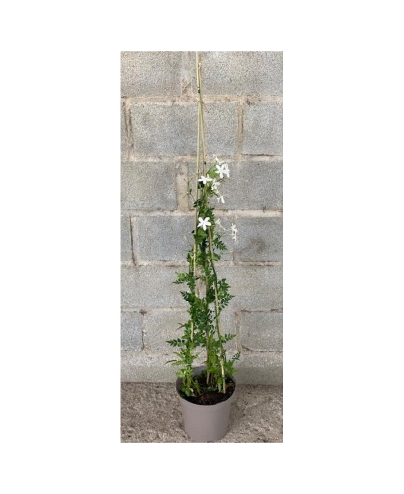 Jazmín Grandiflorum 120 cm  Planta aromática con flores blancas en maceta 23 cm

