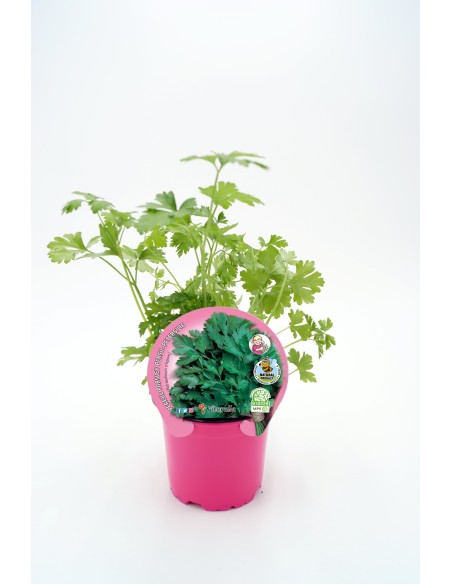 Perejil Planta en Maceta 10 cm  Frescura y Aroma Natural para tu Cocina | Endanea Garden

