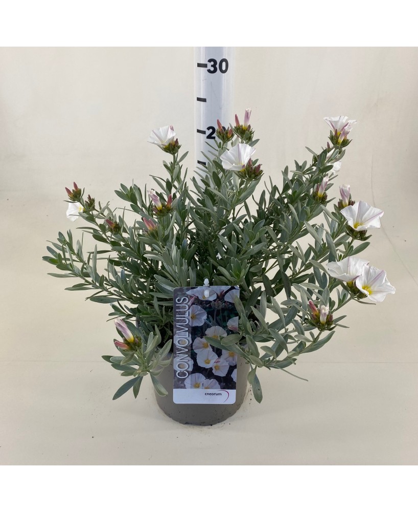Convolvulus Cneorum 19 cm  Planta Perenne con Flores Rosadas y Follaje Plateado

