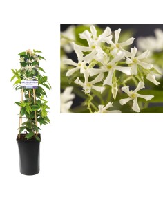 Trachelospermum Jasminoides  Planta Trepadora Perenne con Flores Blancas | Endanea Garden

