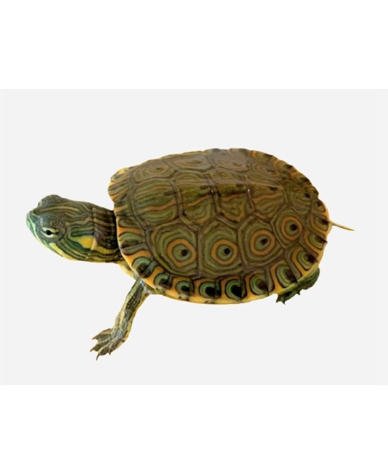 TORTUGA TRACHEMYS VENUSTA CB 5-6 CM