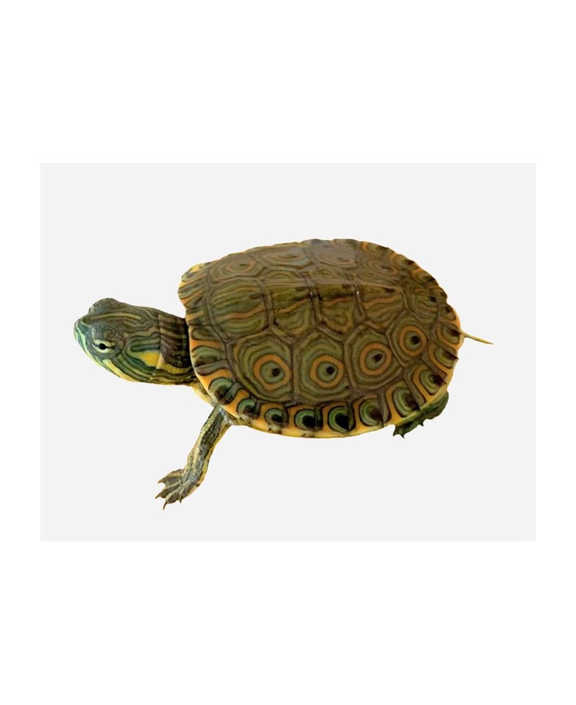 TORTUGA TRACHEMYS VENUSTA CB 5-6 CM