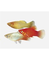 PLATY SURTIDO 2-3CM