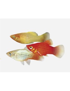 PLATY SURTIDO 3.5-4CM BSF