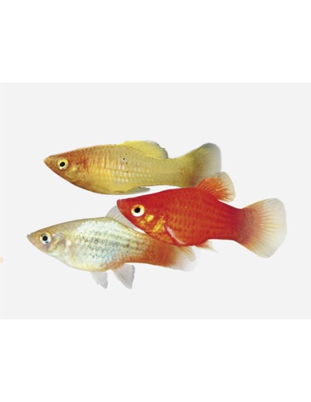 PLATY SURTIDO 3.5-4CM BSF