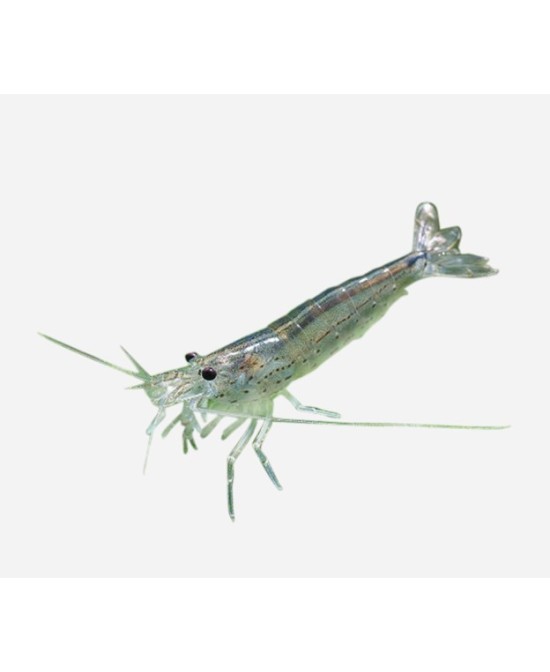 GAMBA CARDINA JAPONICA 2.5-3CM