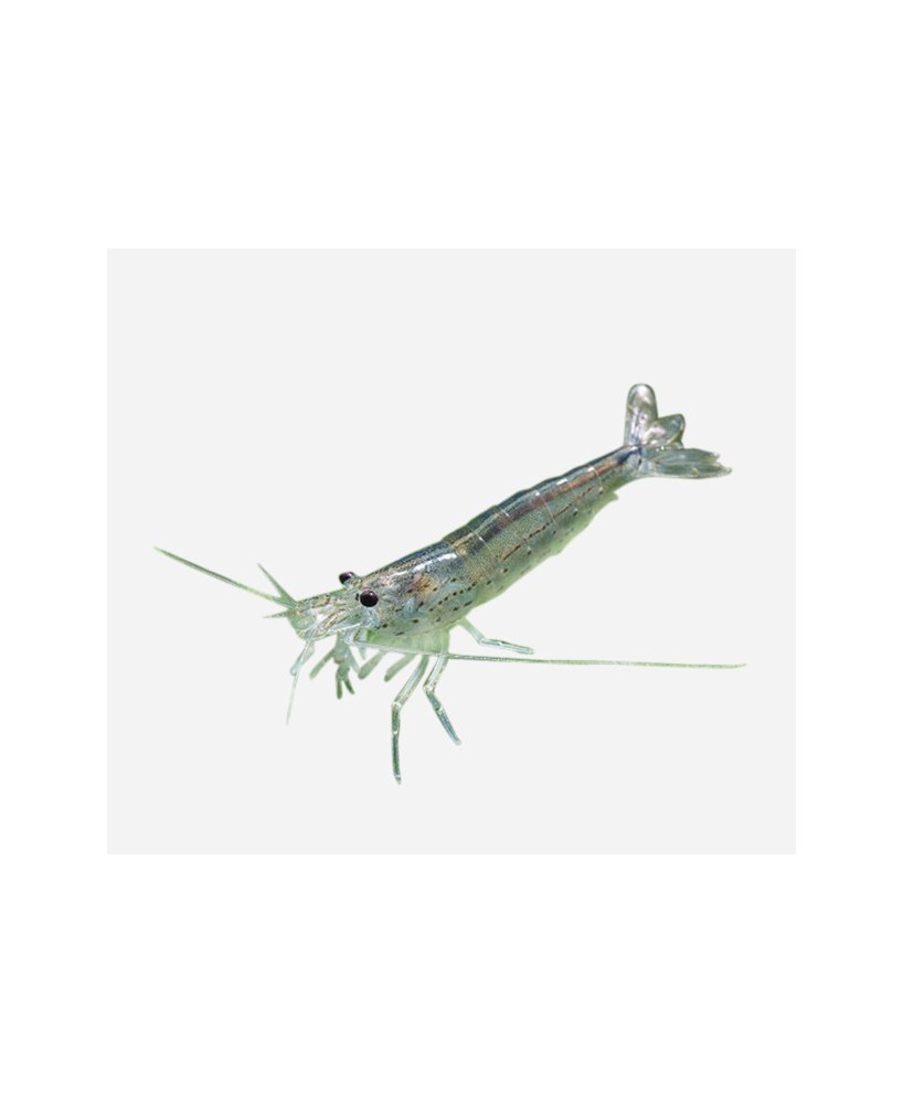 GAMBA CARDINA JAPONICA 2.5-3CM