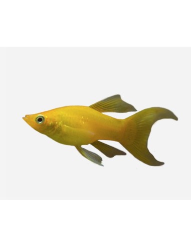 MOLLY LIRA ORO 5-6CM