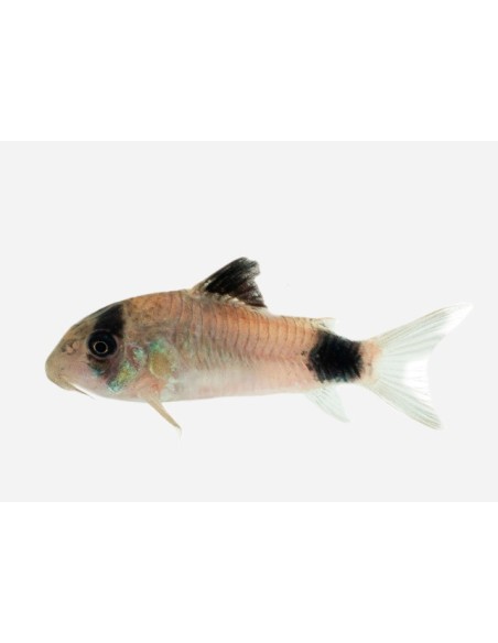 CORYDORAS PANDA 2,5-3CM