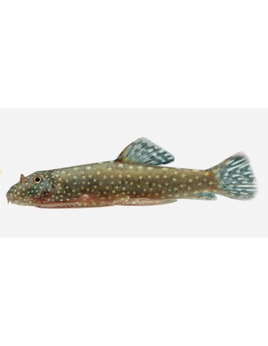 CHUPA ALGAS DE BORMEO 3,5-4 CM