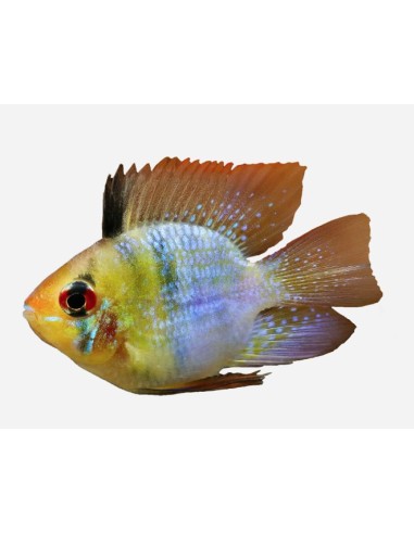 MICROGEOPHAGUS RAMIREZI BALON 4.5-5CM