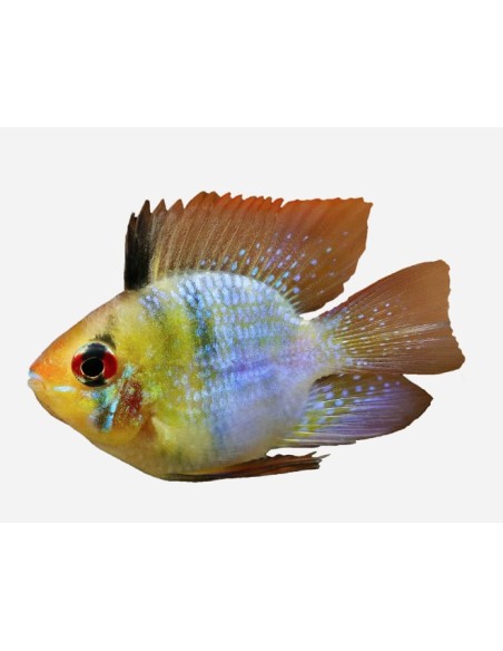 MICROGEOPHAGUS RAMIREZI BALON 4.5-5CM