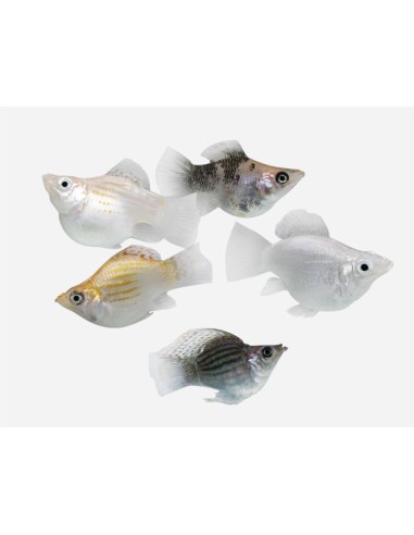 MOLLY BALON SURTIDO 3,5-4 CM