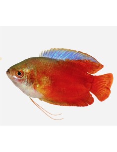 COLISA ROJO MACHO 5-5.5 CM