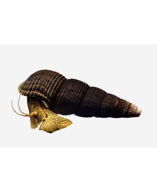 CARACOL CONEJO NARANJA 3-4 CM