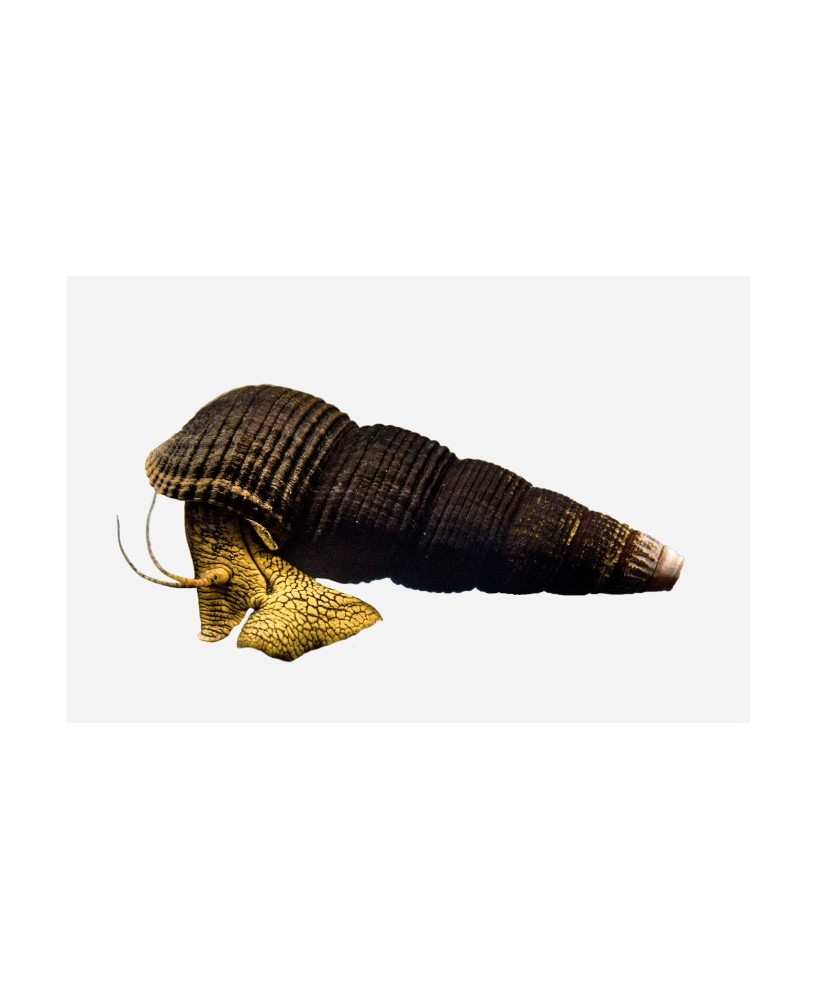 CARACOL CONEJO NARANJA 3-4 CM
