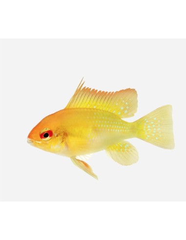 MICROGEOPHAGUS RAMIREZI ORO 5-5.5CM