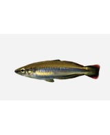 BEDOTIA GEAYI 4-5CM