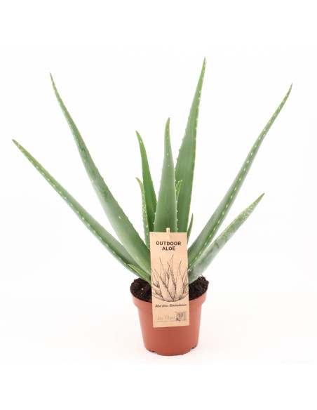 Aloe Vera M13 - Planta Medicinal y Decorativa Fácil de Cuidar | Endanea Garden

