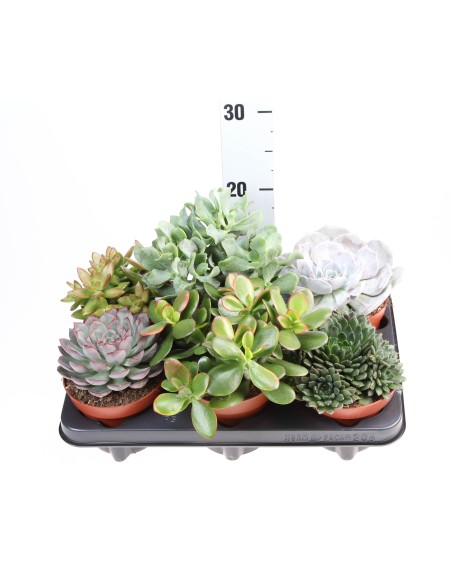 Suculenta Mix Endanea Garden  Planta Decorativa Fácil de Cuidar para Hogar y Oficina

