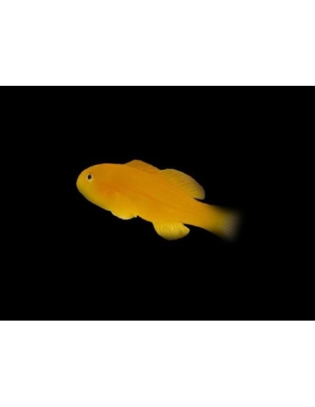 GOBIODON OKINAWAE