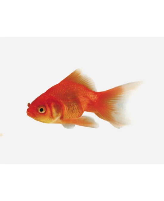 FANTAIL ROJO 5-6CM