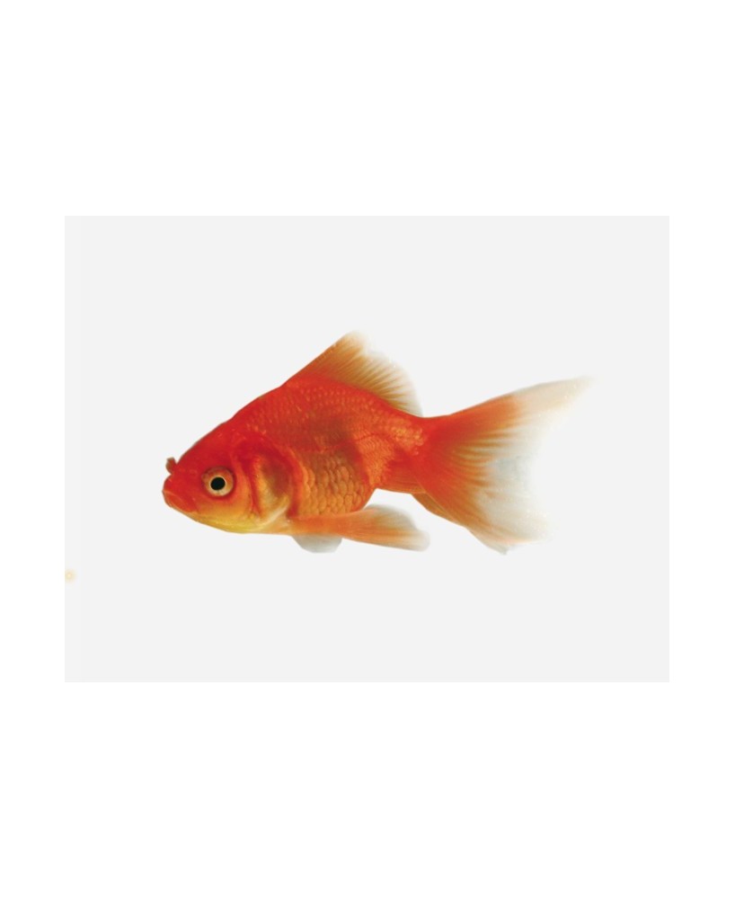 FANTAIL ROJO 5-6CM
