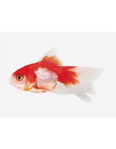FANTAIL ROJO Y BLANCO 5-6CM