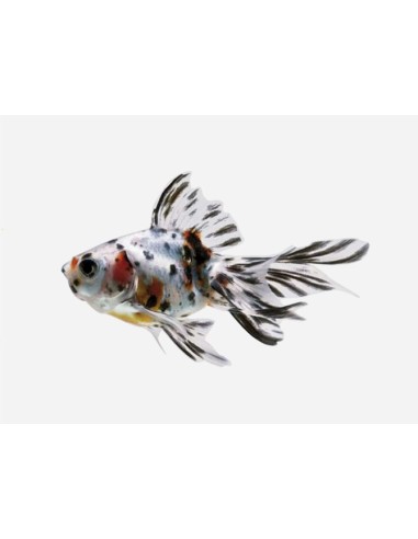 FANTAIL CALICO 5-6CM