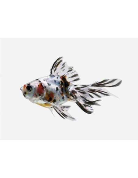 FANTAIL CALICO 5-6CM