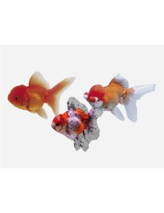 ORANDA SURTIDO 4-5CM