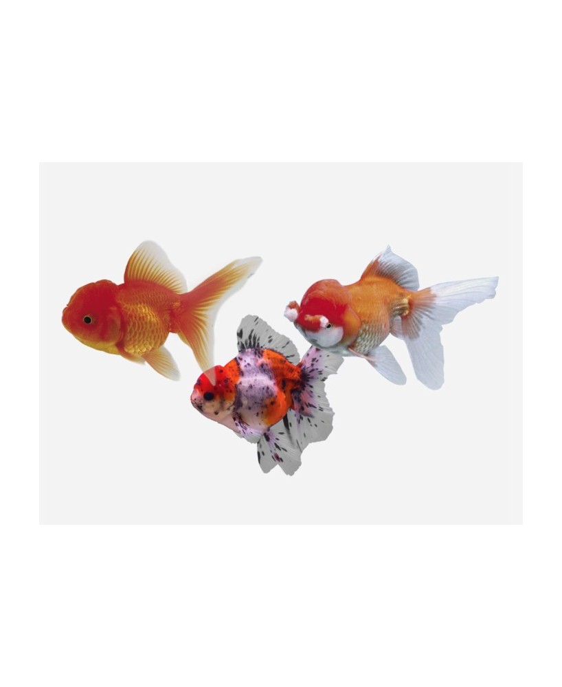 ORANDA SURTIDO 4-5CM