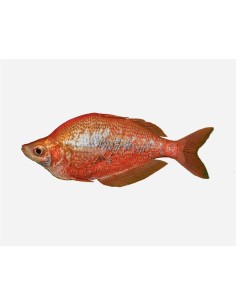 GLOSSOLEPIS INCISUS 5-6CM