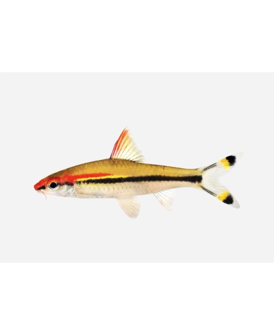 BARBO TORPEDO LINEA M
