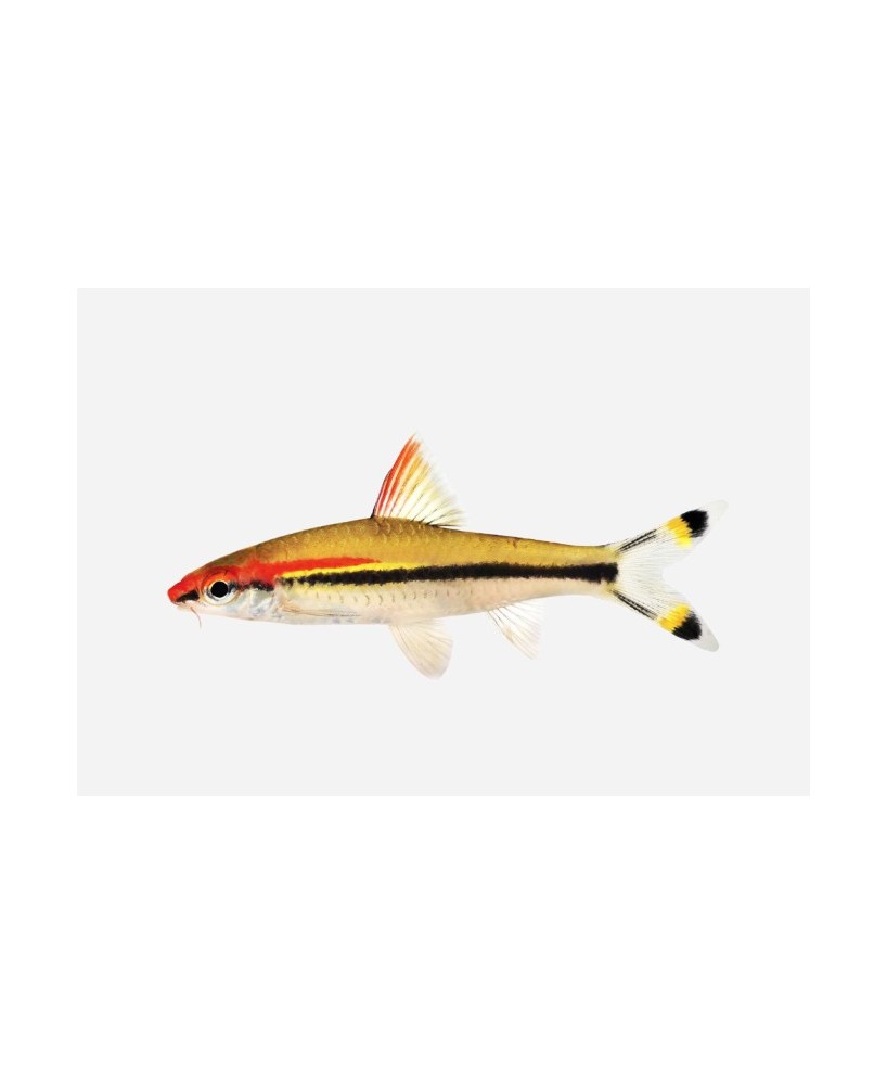 BARBO TORPEDO LINEA M