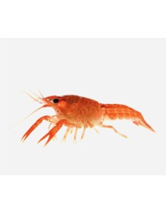 LANGOSTA NARANJA ENANA  2.5-3CM