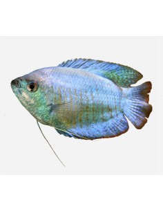 COLISA COBALTO MACHO 5-5.5 CM